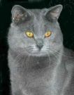 Chat chartreux mle